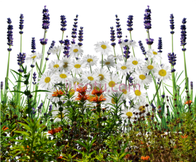 野花,english wildflowers cold crea PNG