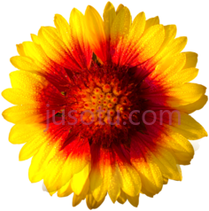太阳花,daisy white PNG