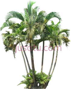 棕榈树PNG