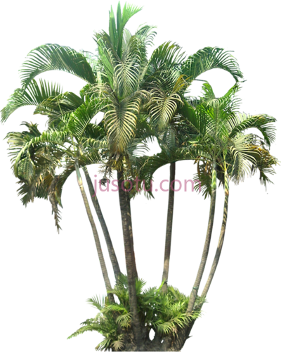 棕榈树,google search palm tree plant PNG