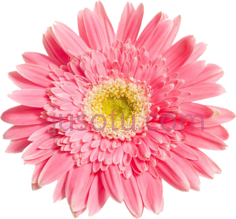 粉红色雏菊, PNG