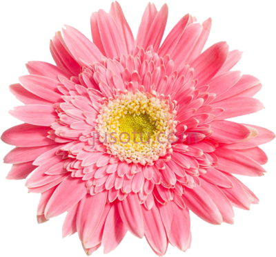 粉红色雏菊,pink daisy flower PNG