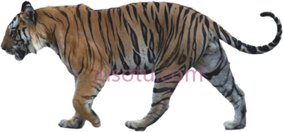 虎,walking tiger PNG