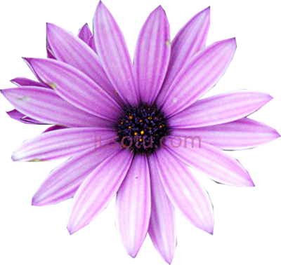 紫花,real purple flower PNG
