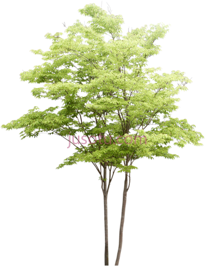 灌木,watercolor trees PNG