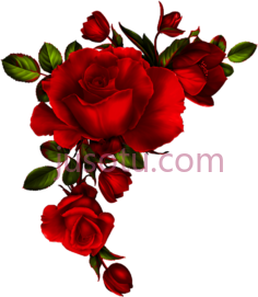 红色玫瑰PNG
