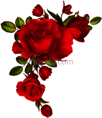 红色玫瑰,roses 2 page red watercolor PNG