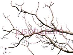 枯枝PNG