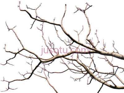 枯枝,dead tree branch PNG