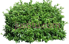 灌木丛,植物,植被,草木 PNG