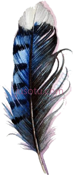 蓝松鸦羽毛,blue jay feather PNG