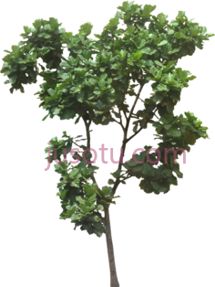树,ficus lyrata tree PNG
