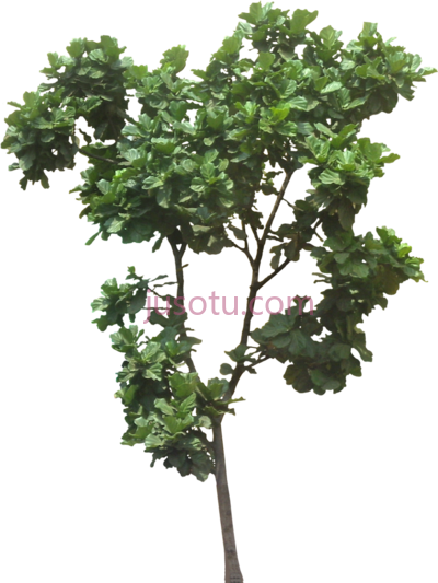 树,cut out jungle plant trees to PNG