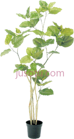 盆栽,植物,植被,草木 PNG