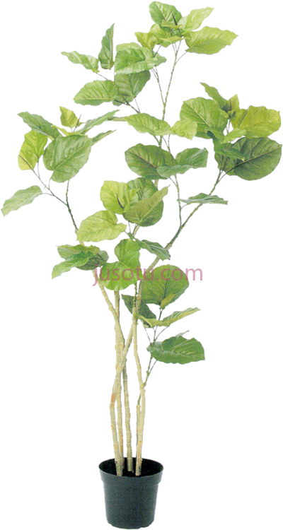 盆栽,0 tree plant botanical PNG