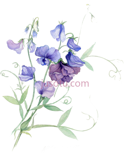 水彩花,paper sweet pea watercolor painting flower PNG