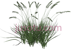 高草,tall grass PNG