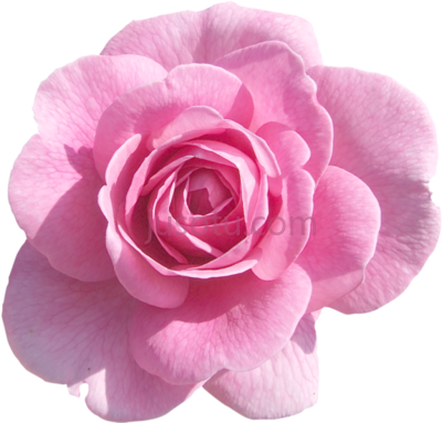 粉红色玫瑰,pink roses light flowers PNG