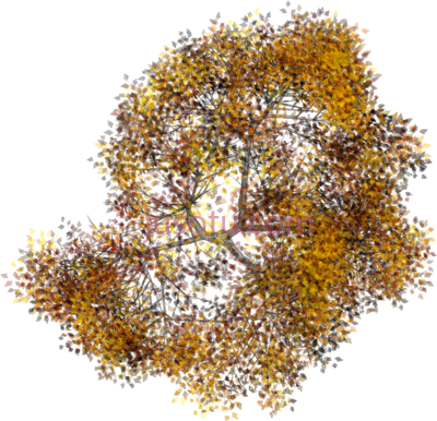 树木,arboles en planta PNG