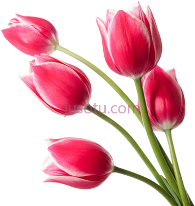 红郁金香,red tulips 2 PNG