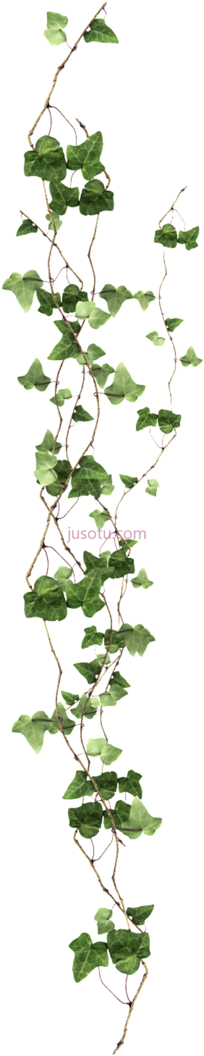 常春藤,long vine PNG