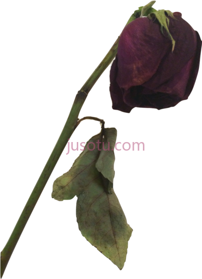 死玫瑰,dead rose flower PNG