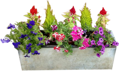 花盆,flower pot PNG