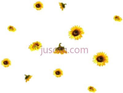 向日葵,sunflower PNG