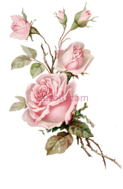 粉红玫瑰,vintage pink rose cut out from an old postcard PNG