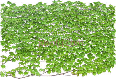 绿色攀缘树,green wall climbing tree PNG