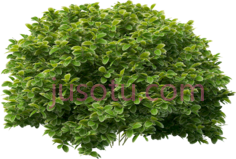 灌木PNG