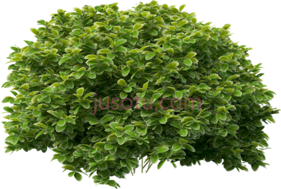 灌木,shrub PNG