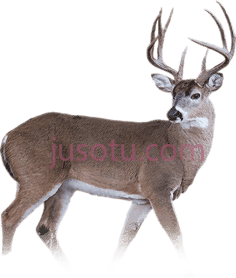 白尾鹿PNG