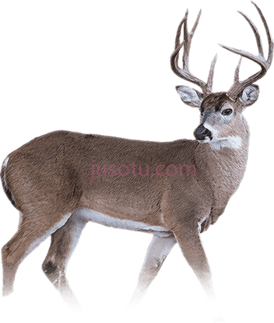 白尾鹿,white tailed deer PNG