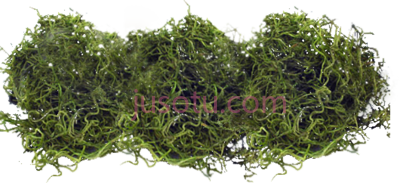 苔藓,spanish moss PNG