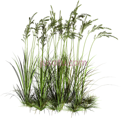草地,tall grass high cut out PNG