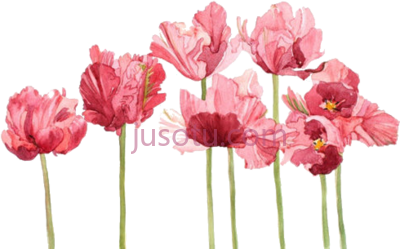 花卉,flowers  banner PNG