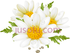 花卉,图标 PNG
