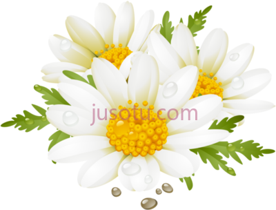 花卉,daisy flores summer flower art PNG