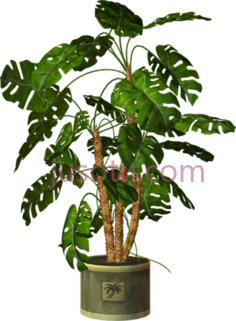 盆栽,植物,植被,草木 PNG