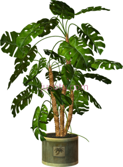 盆栽,plants in pots PNG