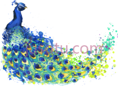孔雀羽毛, PNG