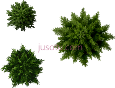 松树,landscape plants furniture PNG