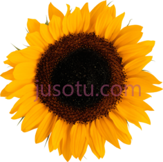 向日葵PNG