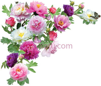 花角,flower border corner PNG