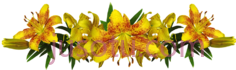 百合黄花PNG