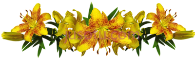 百合黄花,lilies yellow asiatic flowers arrangement garden PNG