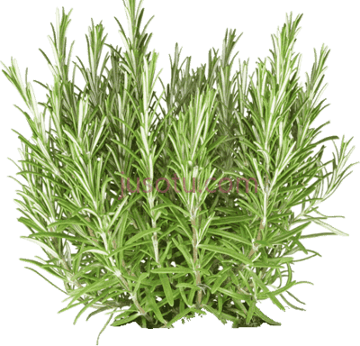 植物,rosemary essential oil PNG