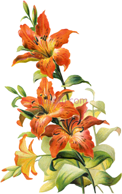 百合花,vintage tiger lily flower lilly PNG