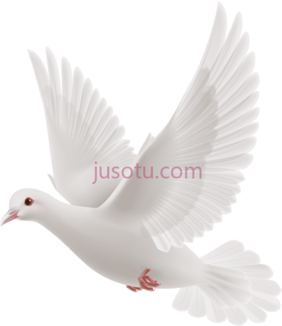 白鸽子,dove black and white PNG